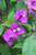 Bougainvillea Purple Queen