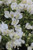 Bougainvillea 'White Stripe' (White)