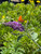 Buddleja davidii Buzz™ Lavender flower
