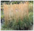 Calamagrostis acutiflora 'Karl Foerster'