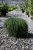 Casuarina glauca 'Cousin It'