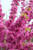 Cercis chinensis 'Avondale' (Pink)