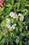 Cornus sericea 'Kelseyi' (White)
