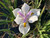 Dietes (Moraea) vegeta/iridioides