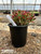 Echeveria harmsii 'Ruby Slippers' 1 gal
