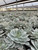 Echeveria subsessilis 4"