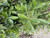 Ficus nitida leaf