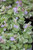 Glechoma hederacea 'Variegata'