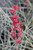 Hesperaloe parviflora 'Brakelights'