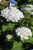 Hydrangea macrophylla Endless Summer® Blushing Bride