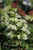 Hydrangea quercifolia Snowflake