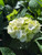 Hydrangea macrophylla 'White' flower