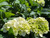 Hydrangea macrophylla 'White' flower