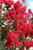 Lagerstroemia Dynamite