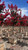 Lagerstroemia Dynamite Standard 24" box