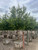 Lagerstroemia 'Muskogee' Standard 24" box