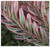 Leucadendron salignum 'Jester'