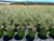 Lomandra longifolia Platinum Beauty® 1 gal