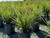 Miscanthus sinensis 'Gold Bar' 5 gal