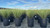 Miscanthus sinensis 'Gold Bar' 5 gal