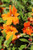 Mimulus Jelly Bean