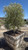 Olea europaea Majestic Beauty Multi 36" box