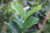 Parrotia persica 'Vanessa'