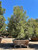 Pinus halepensis 60" box