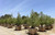 Pinus halepensis 36" box