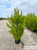 Pinus halepensis 5gal