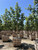 Platanus racemosa 'Roberts'
