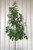 Quercus Regal Prince® 15 gal