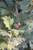 Quercus robur x bicolor 'Regal Prince'