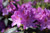 Rhododendron 'English Roseum' (Pink/Purple)