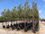 Rhus lancea 15 gal Standard