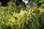Rhus lancea flower