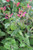 Salvia elegans (Pineapple Sage)