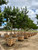 Tabebuia ipe Standard 48" box