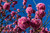 Tabebuia ipe flower