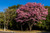 Tabebuia ipe