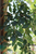 Ulmus parvifolia 'True Green'