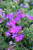 Verbena Tapien Blue Violet flower