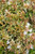Abelia 'Kaleidoscope' leaf and flower