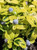Ceanothus griseus horizontalis 'Diamond Heights' leaf and flower