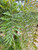 Grevillea robusta foliage