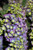 Hydrangea macrophylla 'Mathilda Gutges'