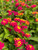 Lantana 'Irene'