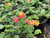 Lantana 'Irene' flower