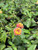 Lantana 'Irene' flower