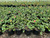 Lantana 'Irene' flower 1 gal